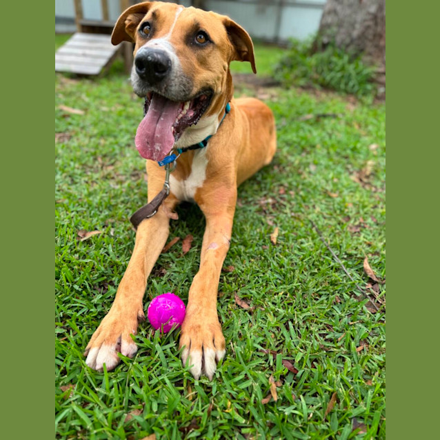 Photo of Murphy *$250 Adoption Fee*