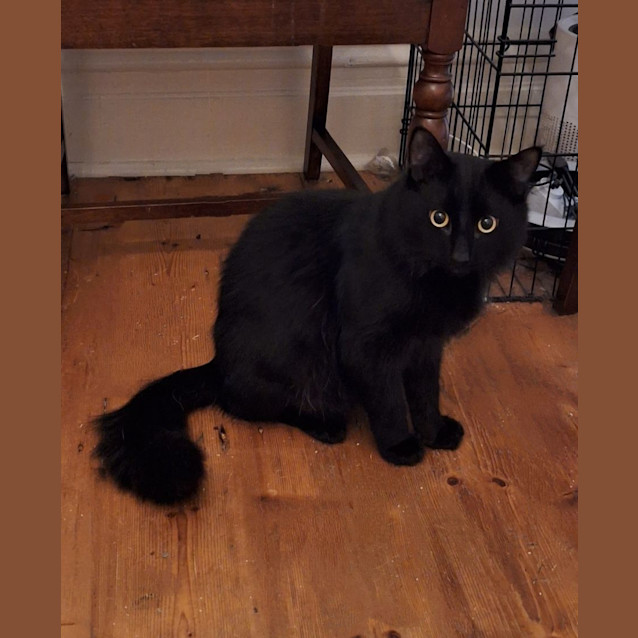 Photo of Dante