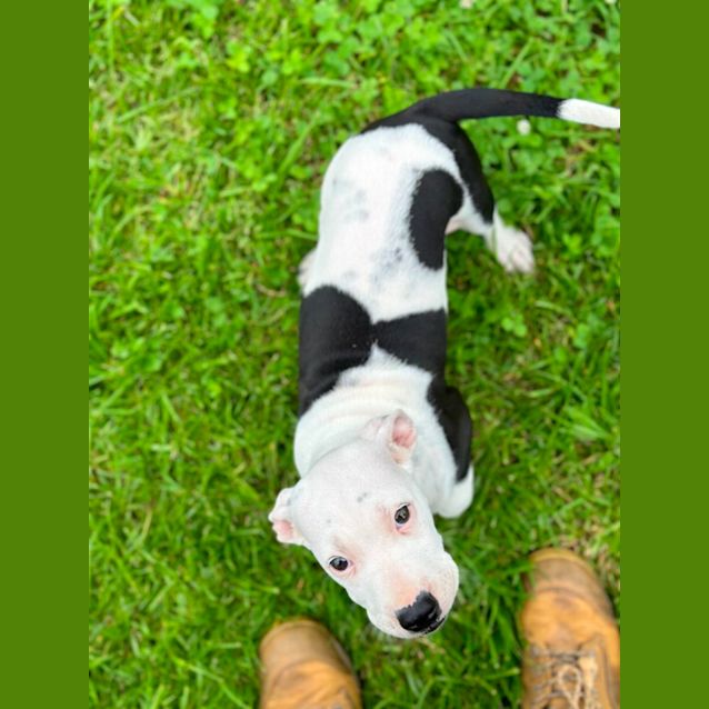 Photo of Bessie