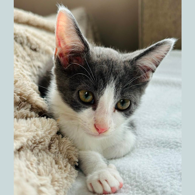 Photo of Rocket