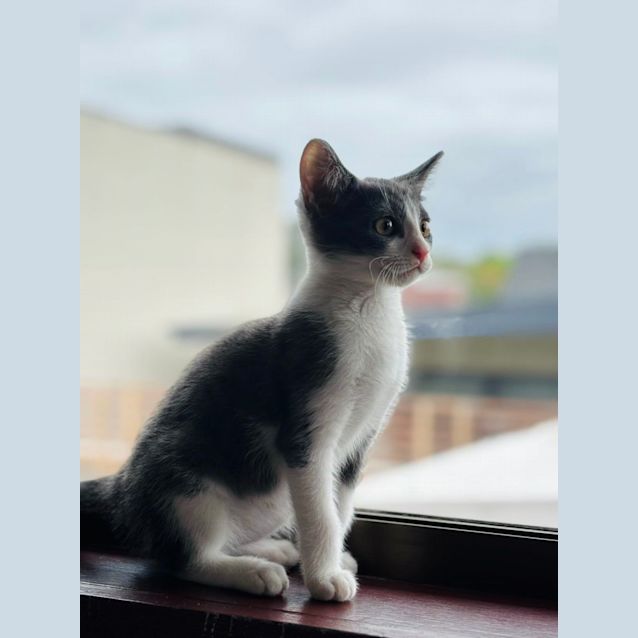 Photo of Rocket