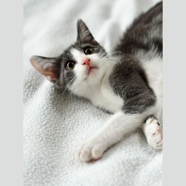 Photo of Rocket