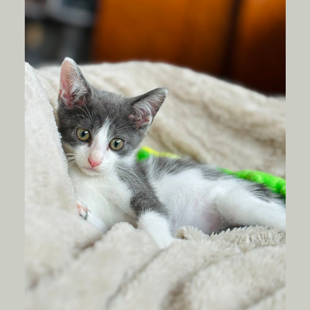 Photo of Rocket