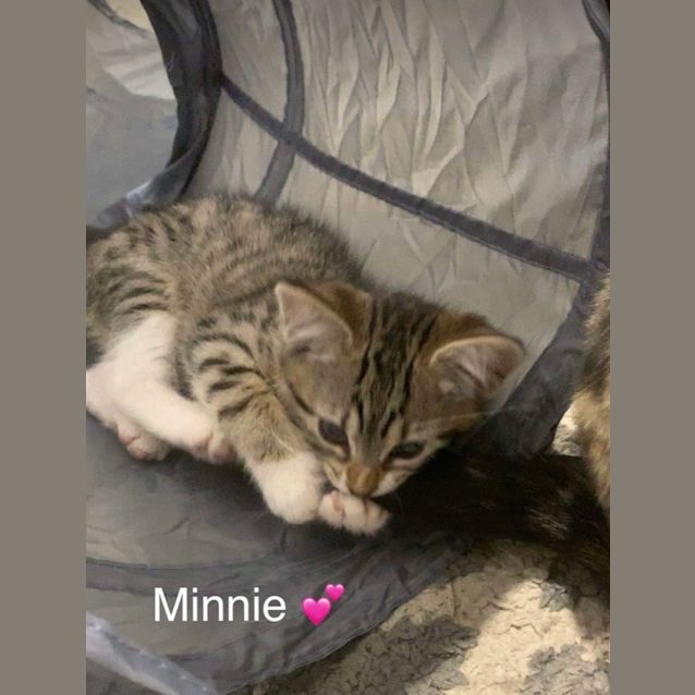 Photo of Minnie