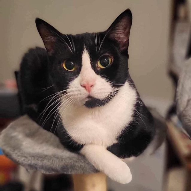 Photo of 9765   Gremlin