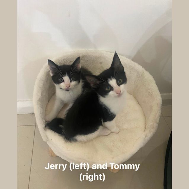 Photo of Tommy Boy