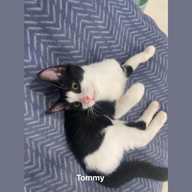Photo of Tommy Boy