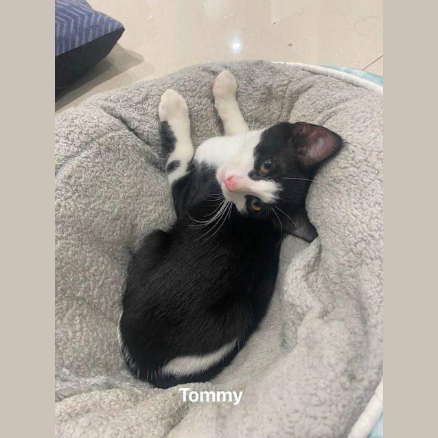 Photo of Tommy Boy
