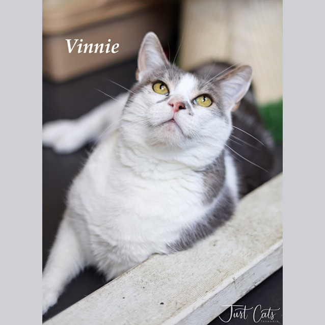 Photo of Vinnie   Mowbray