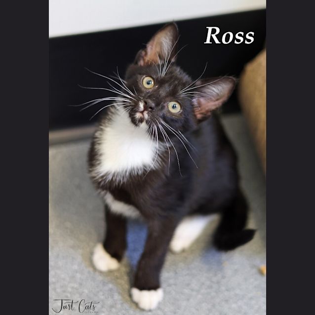 Photo of Ross