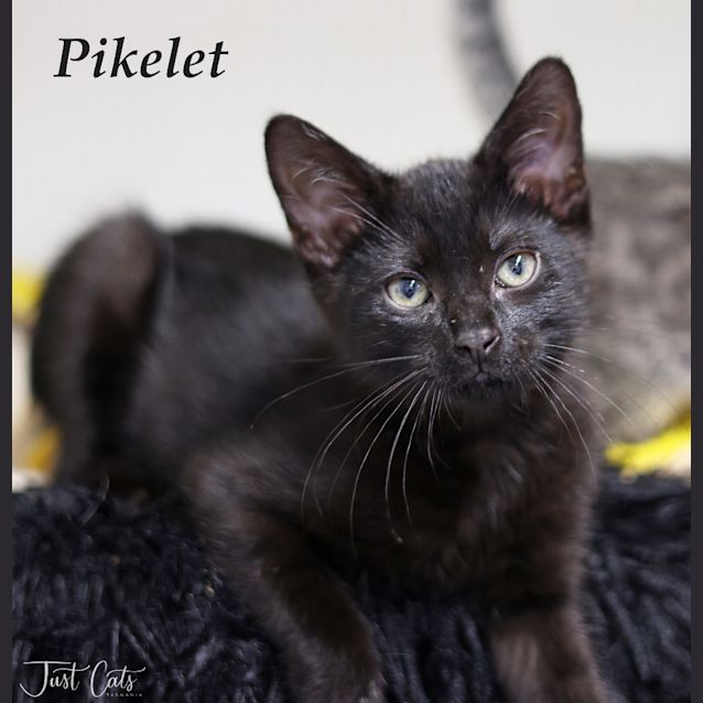 Photo of Pikelet