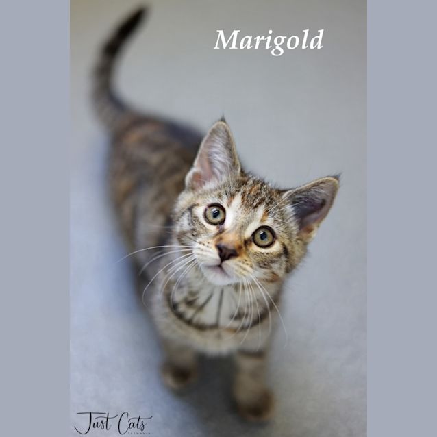 Photo of Marigold