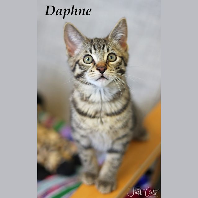 Photo of Daphne