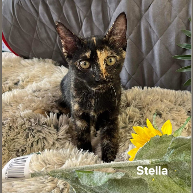 Photo of Stella