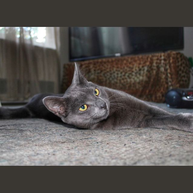 Photo of 🩶 Oscar 🩶