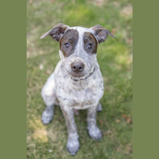 Photo of Blue   5 Month Old Cattle Dog X (Trial)