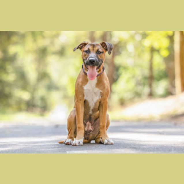 Photo of Tammy   5 Month Old Mastiff X (Trial)