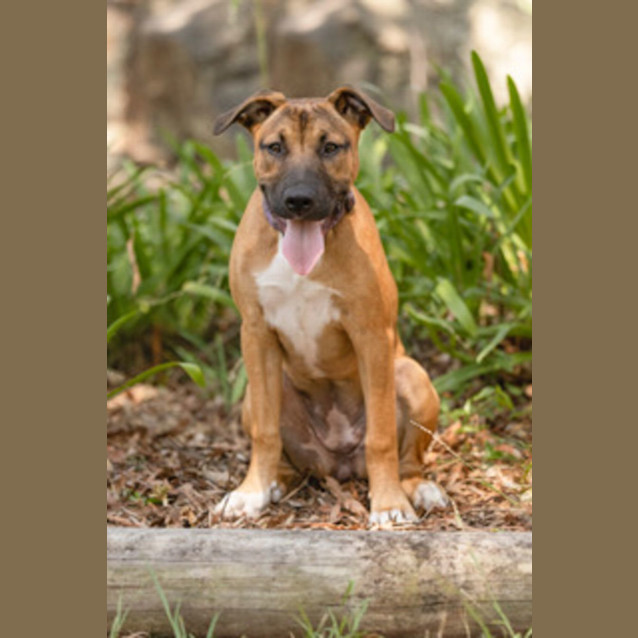 Photo of Tammy   5 Month Old Mastiff X (Trial)