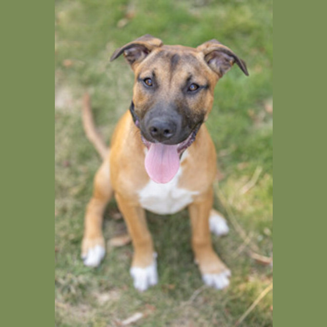 Photo of Tammy   5 Month Old Mastiff X (Trial)
