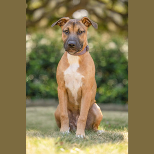 Photo of Tammy   5 Month Old Mastiff X (Trial)
