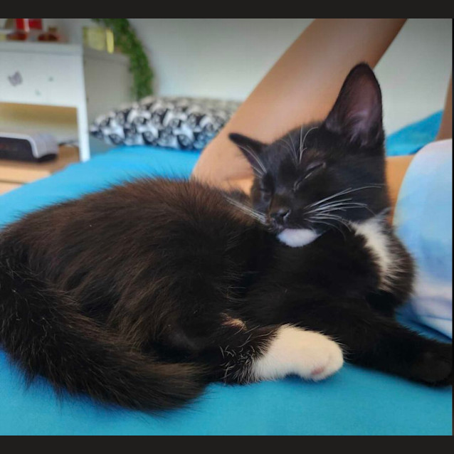 Photo of Kitty