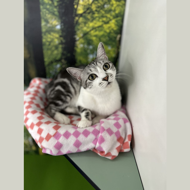 Photo of Olli