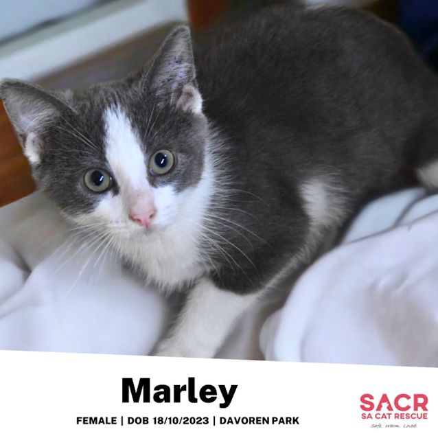 Photo of Marley
