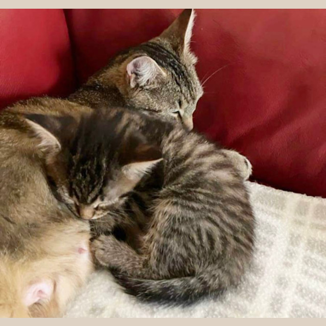 Photo of Ginger & Honey 