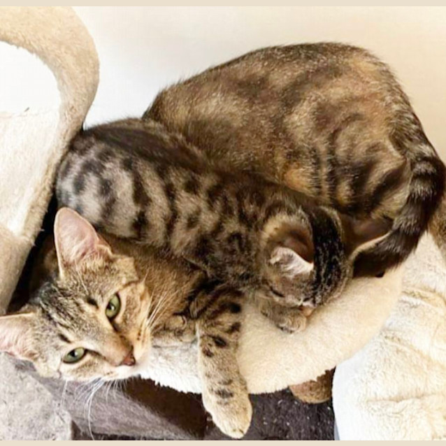 Photo of Ginger & Honey 