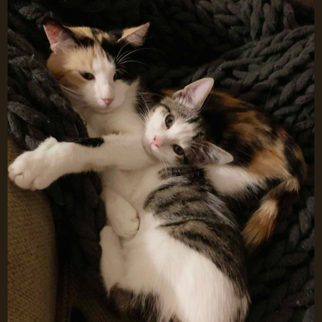 Photo of Angus & Motek