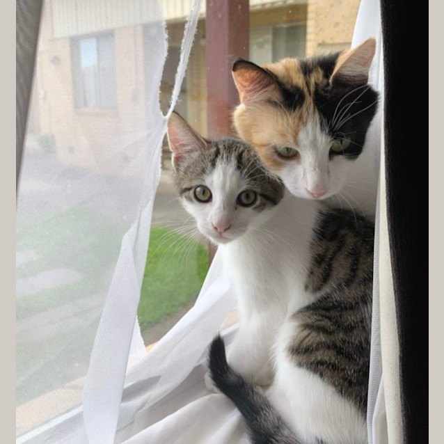 Photo of Angus & Motek