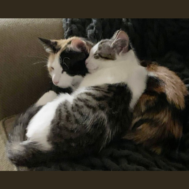 Photo of Angus & Motek