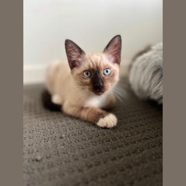 Photo of Oreo 