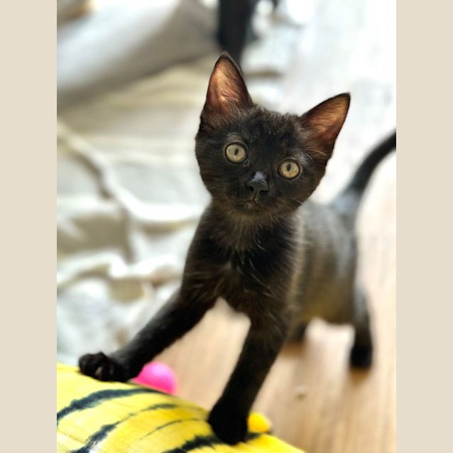 Photo of Glimmer