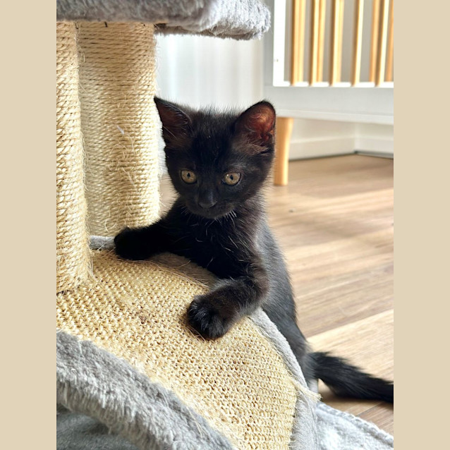 Photo of Glimmer