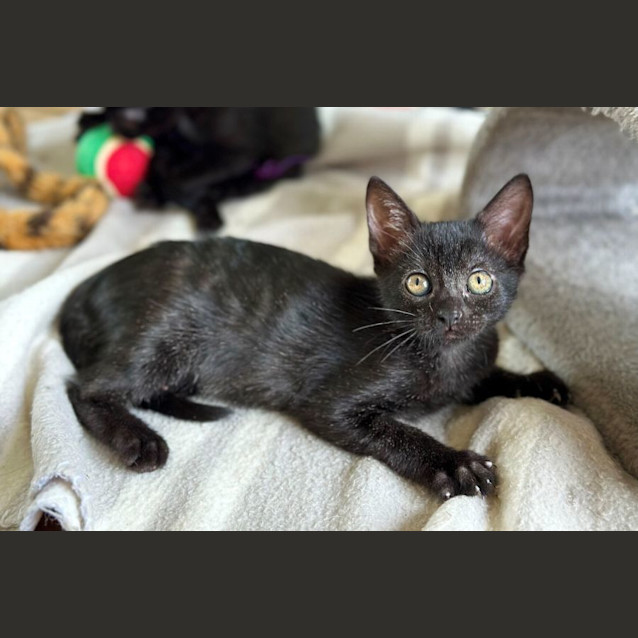 Photo of Flicker