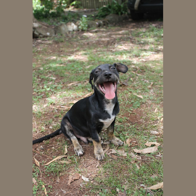 Photo of Apollo