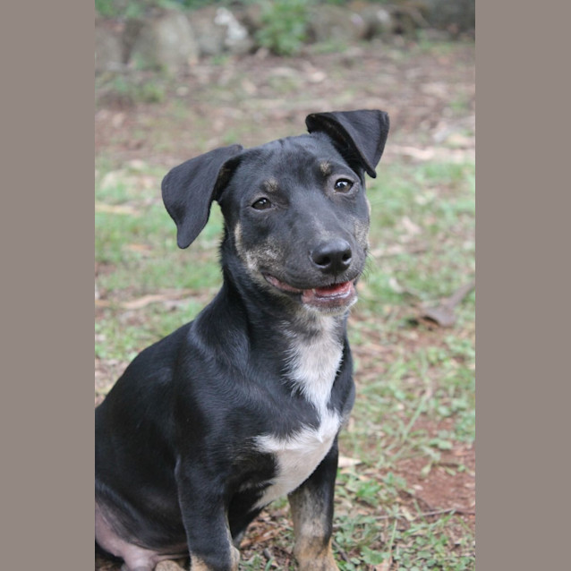 Photo of Apollo