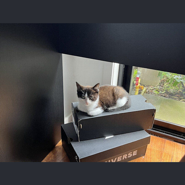 Photo of Oreo