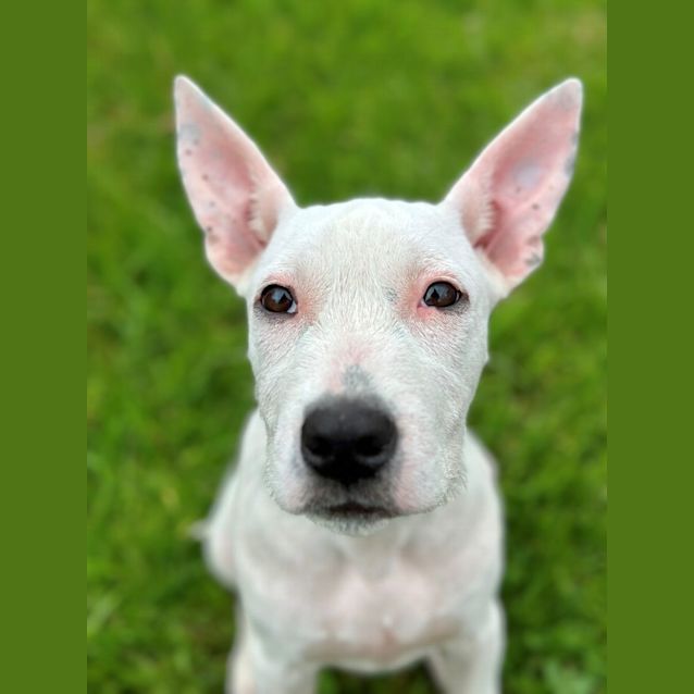 Photo of Dixie