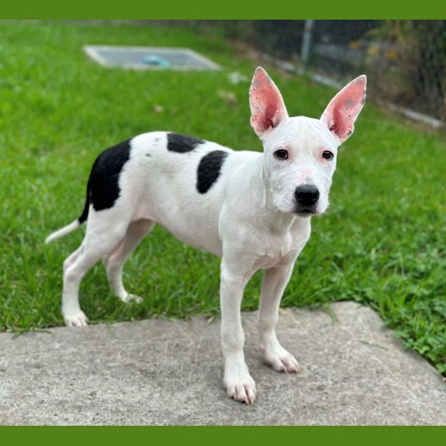 Photo of Dixie