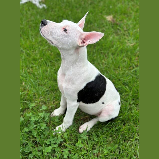 Photo of Dixie