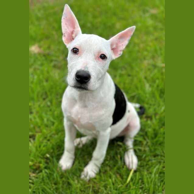 Photo of Dixie