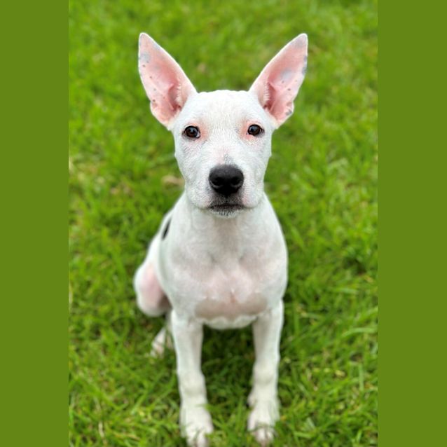 Photo of Dixie