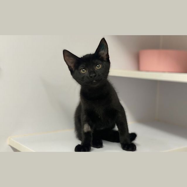 Photo of Cookie