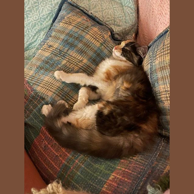 Photo of Ventress ** 2nd Chance Cat Rescue**