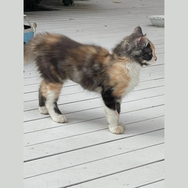 Photo of Ventress ** 2nd Chance Cat Rescue**
