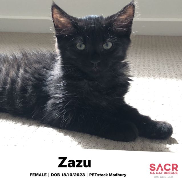 Photo of Zazu