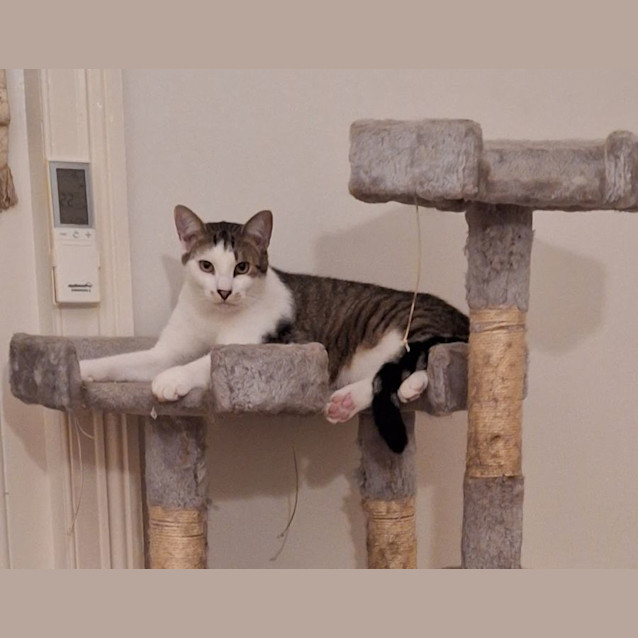 Photo of Peppercorn