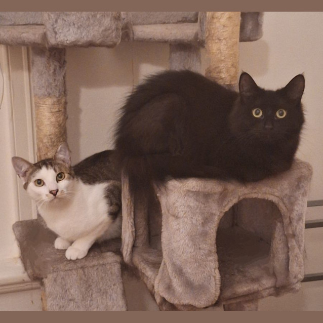 Photo of Peppercorn